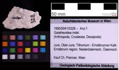 Foto (Objekt + Etiketten) von Galatheoidea indet. (NHMW-GEO-1990-0041-0328)